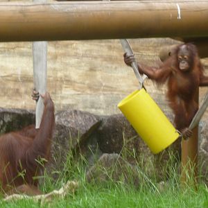 Bornean Orangutans