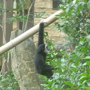 Baby (white-handed) gibbon