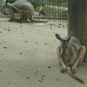 Yellow-footed rock wallaby