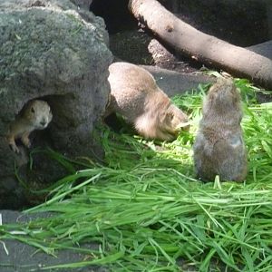 prairie dogs and big brunch
