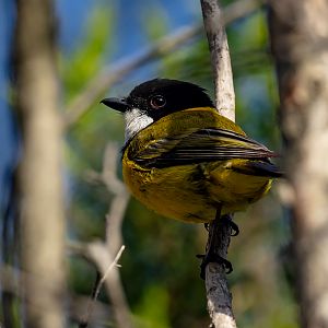 Golden Whistler