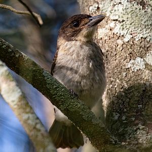 Grey Butcherbird juvenile