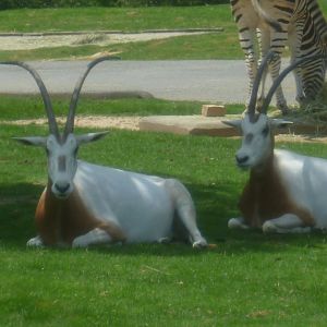 Schimitar horned oryx