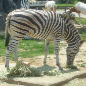 Zebra (doesn't look subspecific)