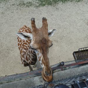 Giraffe licking the feeding platform