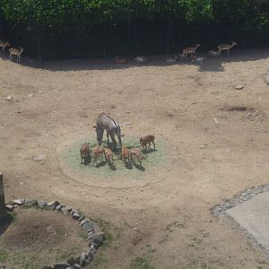 "Rare animal" exhibit seen from the skyline