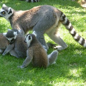 Ring-tailed lemur family