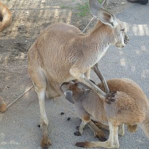 Red kangaroo nursing