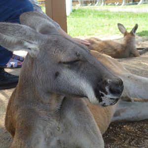 red kangaroo