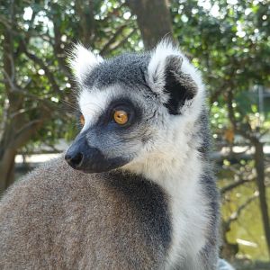 Ring-tailed lemur potrait