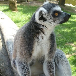 Ring-tailed lemur