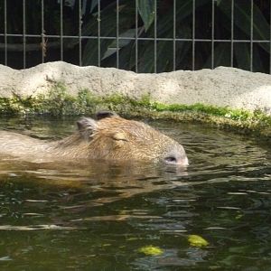 Capybara in pool