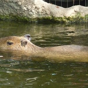 Capybara in pool