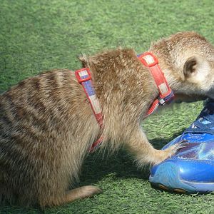encounter meerkat trying to dig shoe