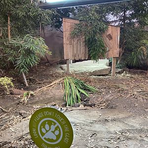 Dragons in Danger - Komodo dragon exhibit 191021