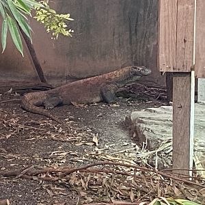 Dragons in Danger - Komodo dragon 191021