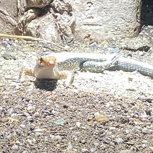 Dragons in Danger - Wide-tailed zonosaur 191021