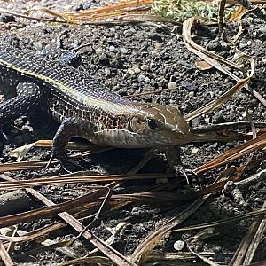 Dragons in Danger - Wide-tailed zonosaur 191021