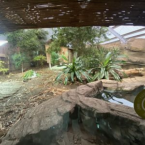 Dragons in Danger - Komodo dragon exhibit 191021