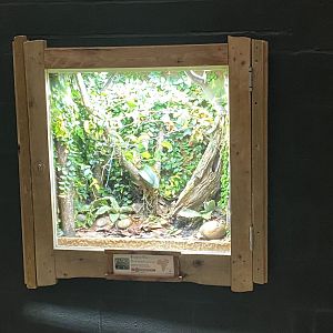 Dragons in Danger - Malagasy blue stick insect exhibit 191021