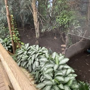 Dragons in Danger - Aviary 191021