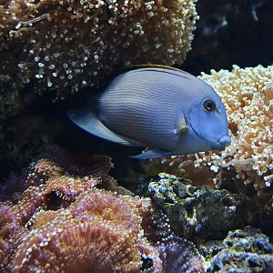 Ctenochaetus striatus