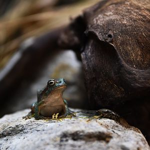 Driophytes versicolor