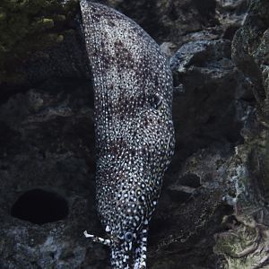 Enchelycore pardalis