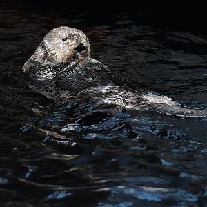 Alaskan sea otter (Enhydra lutris)