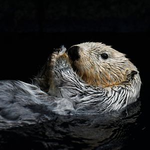 Alaskan sea otter (Enhydra lutris)