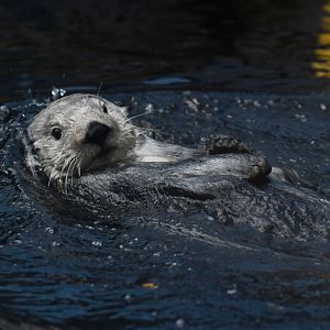 Alaskan sea otter (Enhydra lutris)
