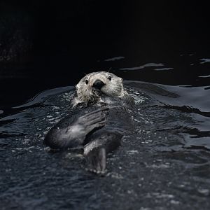 Alaskan sea otter (Enhydra lutris)