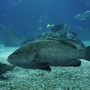 Epinephelus caninus