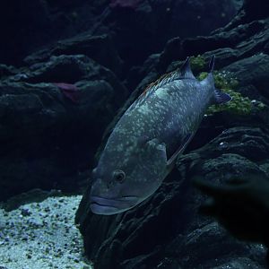 Epinephelus marginatus