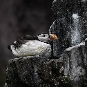Atlantic puffin (Fratercula arctica)