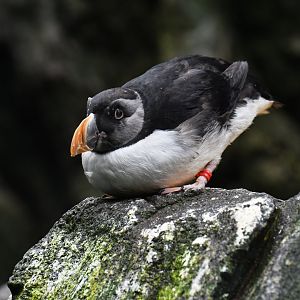 Atlantic puffin (Fratercula arctica)