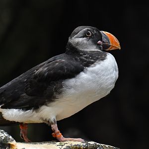 Atlantic puffin (Fratercula arctica)