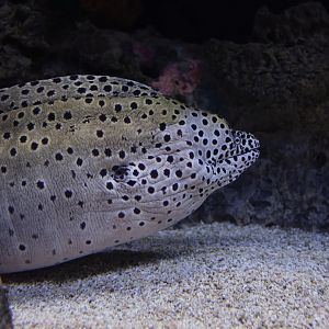 Gymnothorax favagineus