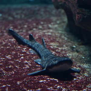 Haploblepharus edwardsii?