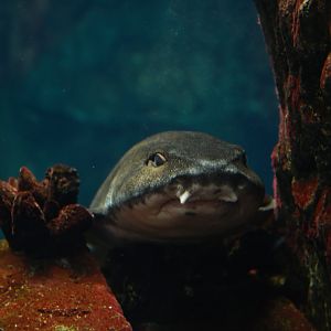 Haploblepharus edwardsii?