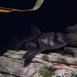 Heterodontus francisci