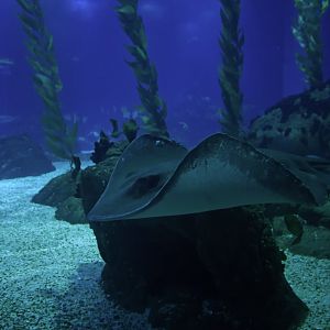 Hypanus americanus (?)