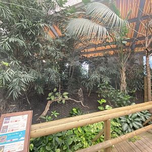 Dragons in Danger - Aviary 191021