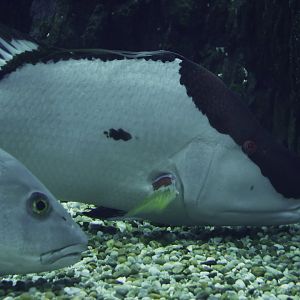 Lachnolaimus maximus