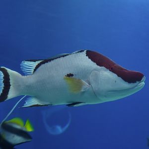 Lachnolaimus maximus