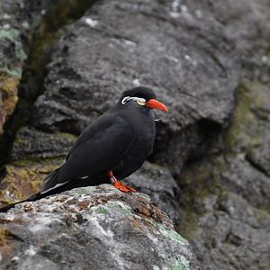 Inca tern (Larosterna inca)
