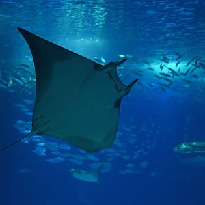 Mobula hypostoma