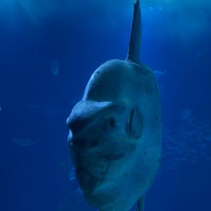 Mola mola