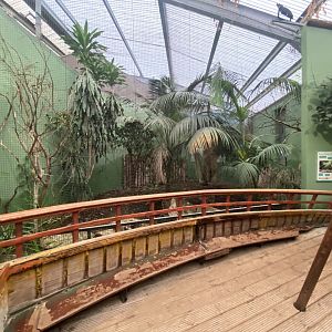 Dragons in Danger - Javan green magpie aviary 191021