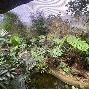 Dragons in Danger - Blue land crab and Mountain chicken exhibits 191021